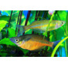 Chilatherina sentaniensis - 4 - 5 cm