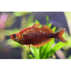 Glossolepis incisus - 4.5 - 5.5 cm