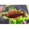 Glossolepis incisus - 4.5 - 5.5 cm