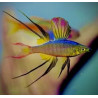 Iriatherina werneri - 2.5 - 3 cm