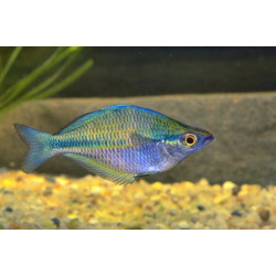 Melanotaenia lacustris - 4 - 5.5 cm
