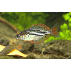 Melanotaenia maccullochi - 4.5 - 5 cm