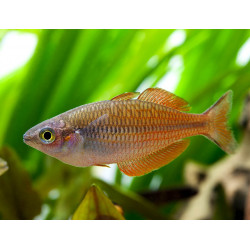Melanotaenia parva - 5 - 6 cm