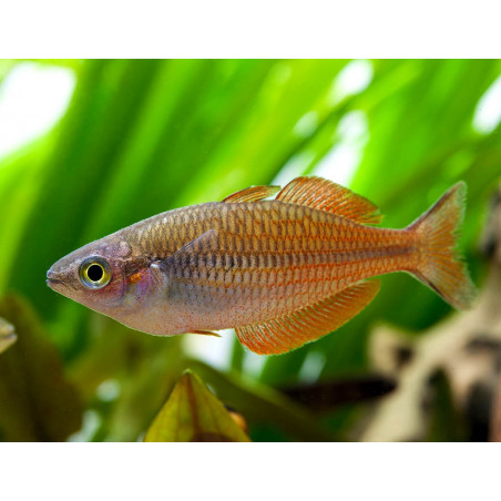 Melanotaenia parva - 5 - 6 cm
