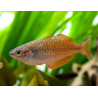 Melanotaenia parva - 5 - 6 cm