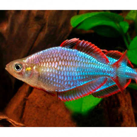 Melanotaenia praecox - 3.5 - 4 cm