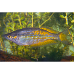 Melanotaeania parkinsoni - 4 - 5 cm