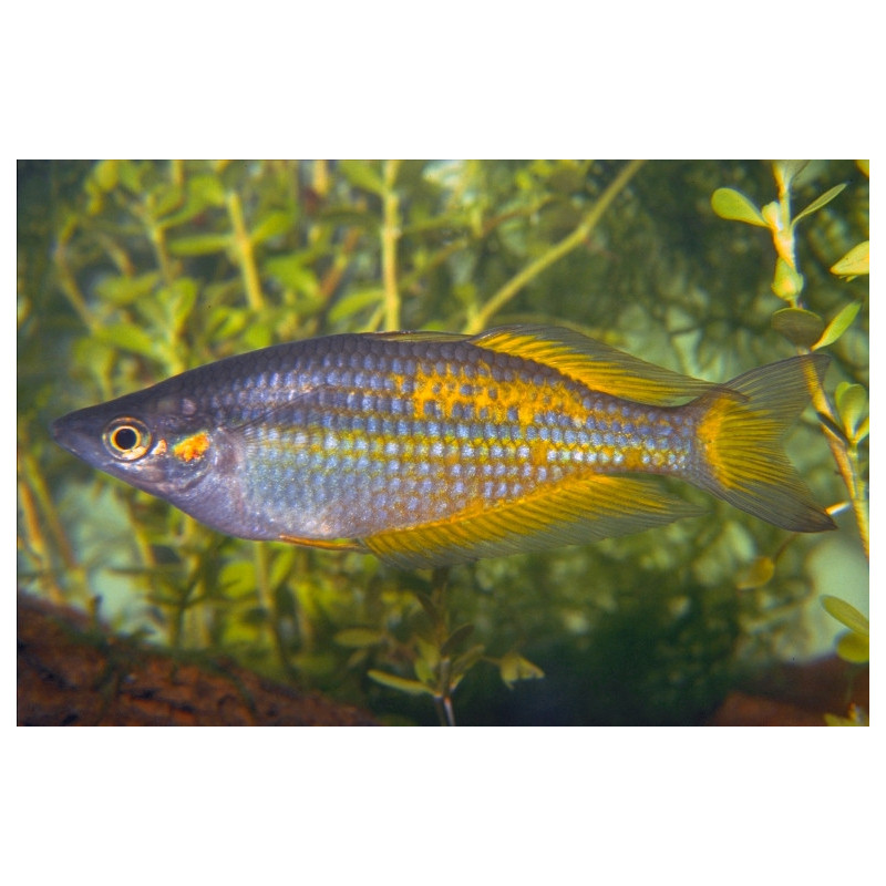 Melanotaeania parkinsoni - 4 - 5 cm