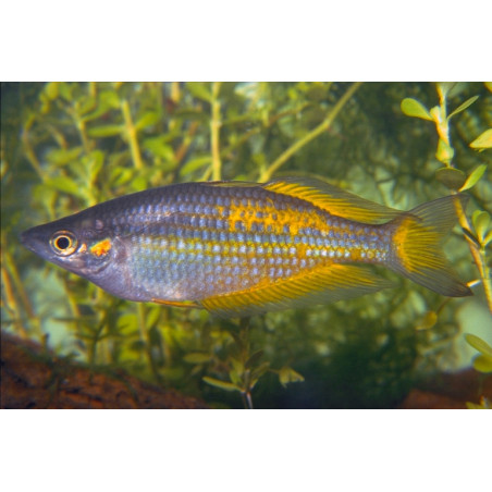 Melanotaeania parkinsoni - 4 - 5 cm