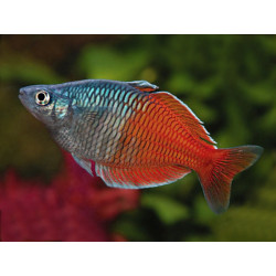 Melanotenia boesemani red - 3.5 - 4 cm