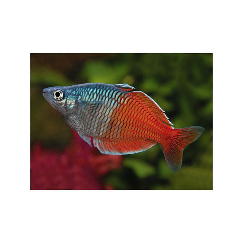 Melanotenia boesemani red - 3.5 - 4 cm