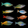 Melanotenia mixed - 4 - 5 cm