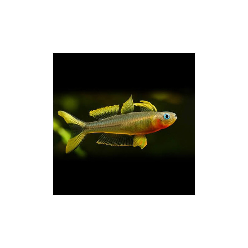 Popondetta furcata - 1 - 1.5 cm