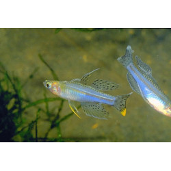 Pseudomugil paskai - 2.5 - 3 cm