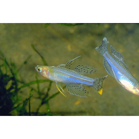 Pseudomugil paskai - 2.5 - 3 cm