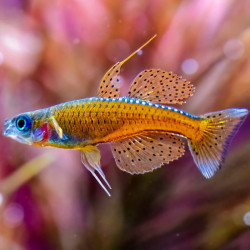 Pseudomugil sp. red neon - 1 - 2 cm