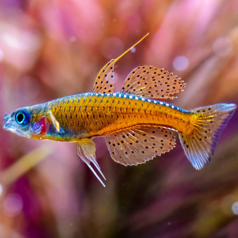 Pseudomugil sp. red neon - 1 - 2 cm