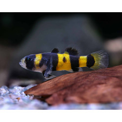 Brachygobius xanthozona - 2 - 2.5 cm