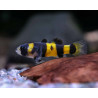 Brachygobius xanthozona - 2 - 2.5 cm