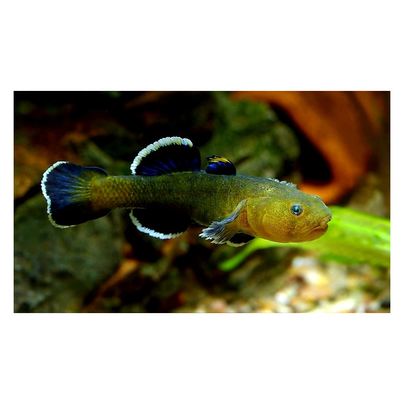 Chamidogobius eremius - 4.5 - 5 cm