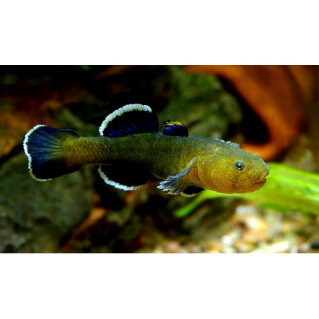 Chamidogobius eremius - 4.5 - 5 cm