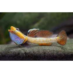 Rhinogobius new red pretty lips - 3 - 4 cm