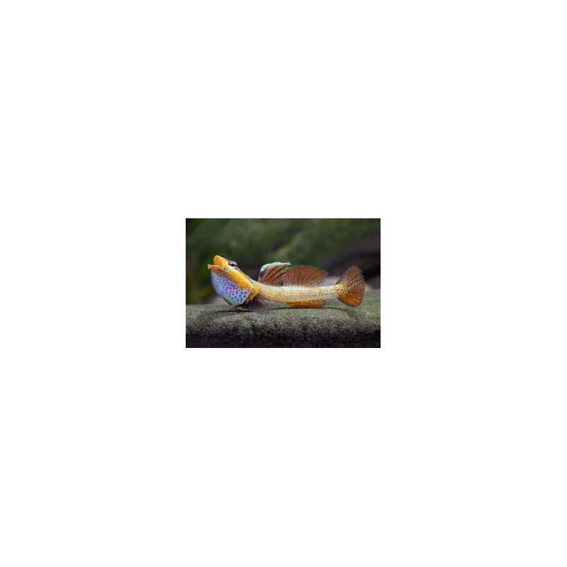 Rhinogobius new red pretty lips - 3 - 4 cm