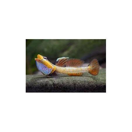 Rhinogobius new red pretty lips - 3 - 4 cm
