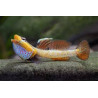 Rhinogobius new red pretty lips - 3 - 4 cm