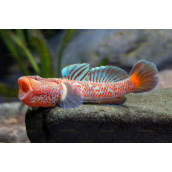 Rhinogobius niger red star - 5 - 7 cm