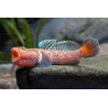 Rhinogobius niger red star - 5 - 7 cm