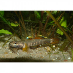 Rhinogobius red white edge - 3 - 4 cm