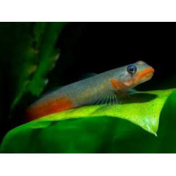 Sicyopus jonklaasi - 3 - 4 cm