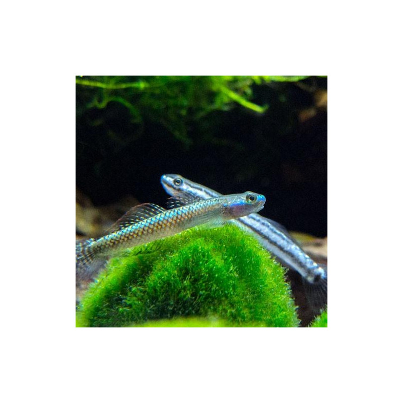 Stiphodon sp. undio blue - 3 - 6 cm