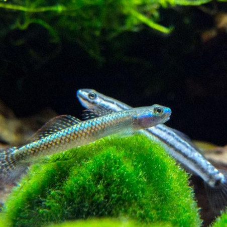 Stiphodon sp. undio blue - 3 - 6 cm