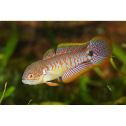 Tateurndina ocellicauda - 3 - 3.5 cm