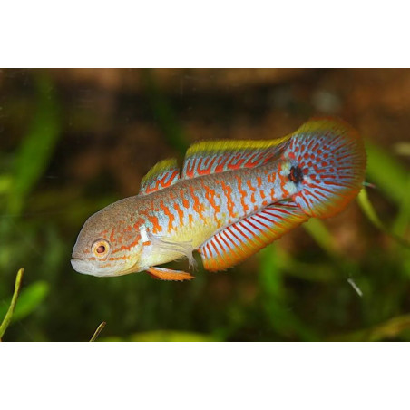 Tateurndina ocellicauda - 3 - 3.5 cm