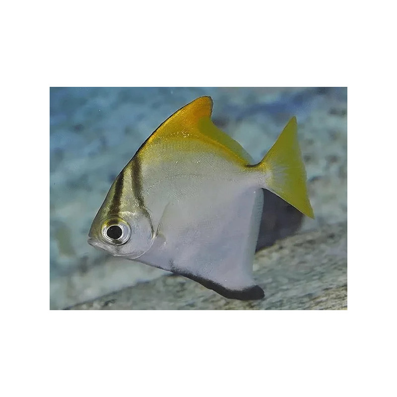Monodactylus argenteus - 4 - 5 cm
