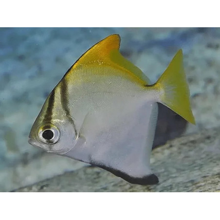 Monodactylus argenteus - 4 - 5 cm