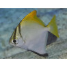 Monodactylus argenteus - 4 - 5 cm