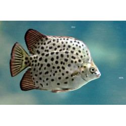 Scatophagus argus - 4 cm