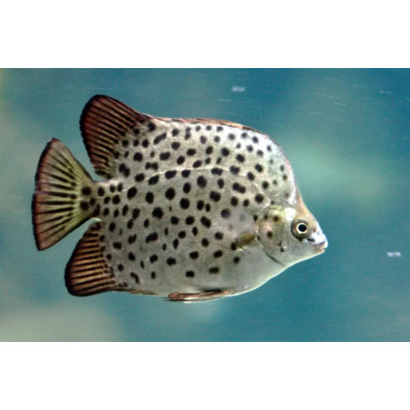 Scatophagus argus - 4 cm