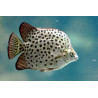 Scatophagus argus - 4 cm