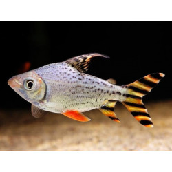 Semaprochilodus taeniurus. red fin - 10 - 13 cm