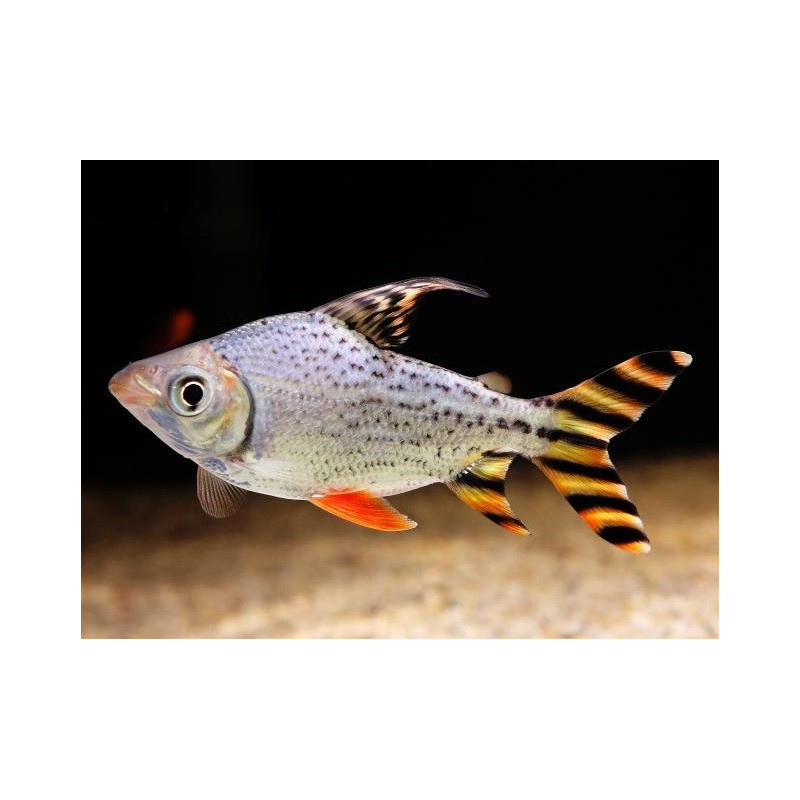 Semaprochilodus taeniurus. red fin - 10 - 13 cm