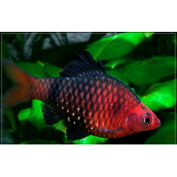 Barbus puntius nigrofasciatus - 3 - 3.5 cm
