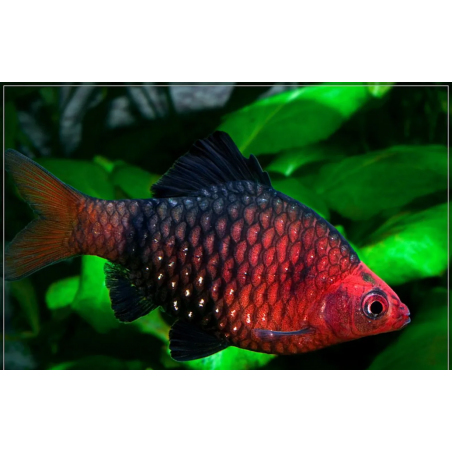 Barbus puntius nigrofasciatus - 3 - 3.5 cm