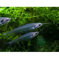 Kryptopterus bicirrhis - 6 - 7 cm