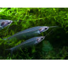 Kryptopterus bicirrhis - 4 - 5 cm