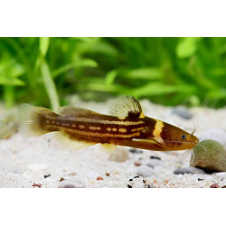 Pseudobagrus trilineatus - 4 - 5 cm